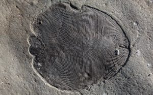Dickinsonia-Fossil
