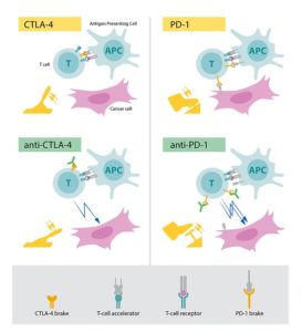 CTLA-4 und PD-1 im Vergleich