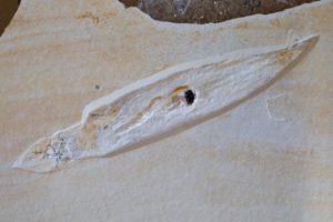 Tintenfisch-Fossil