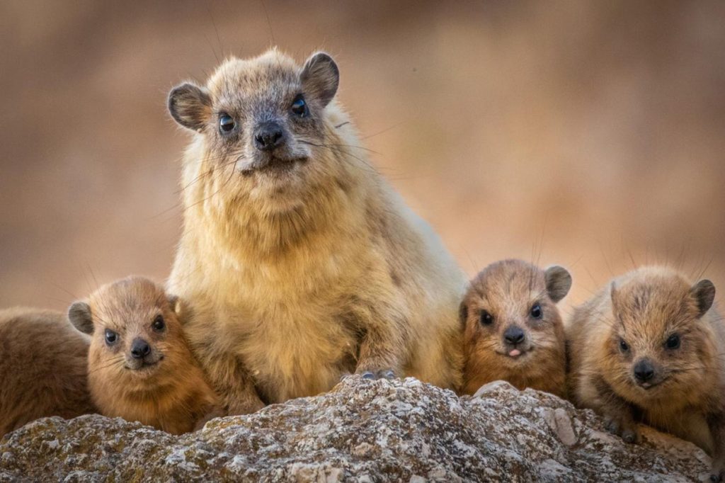 Procavia capensis