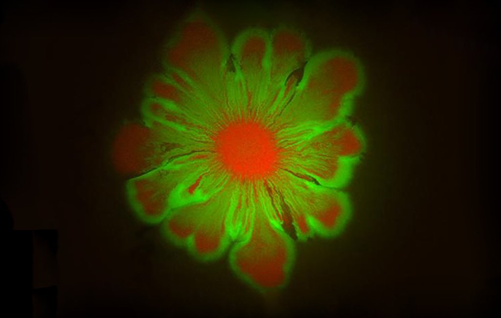 Blütenmuster von Escherichia coli- und Acinetobacter baylyi-Bakterien 