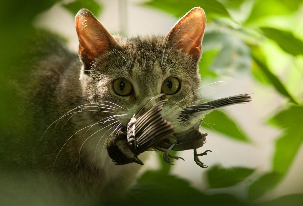 Katze mit Vogel