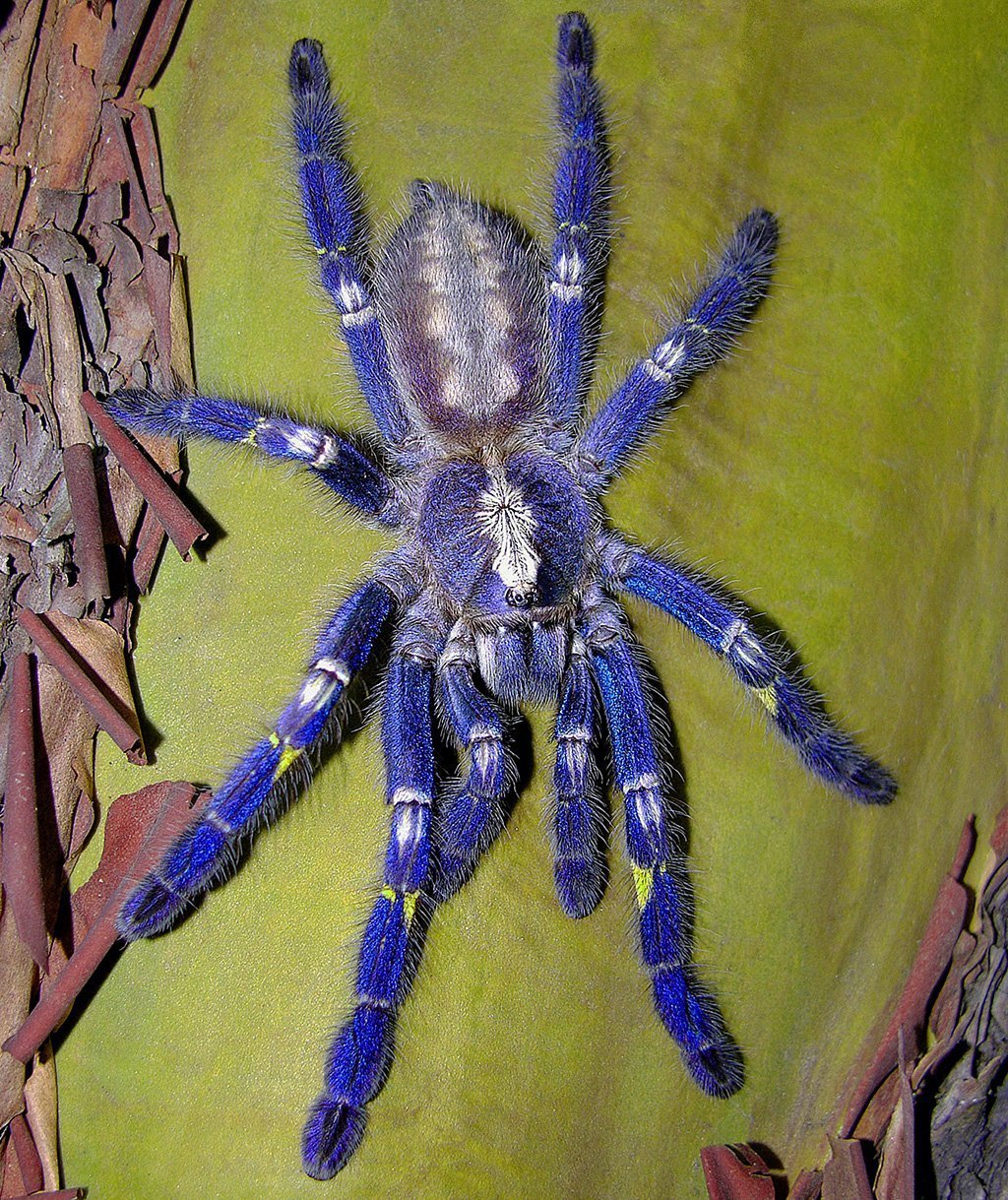 Vogelspinne