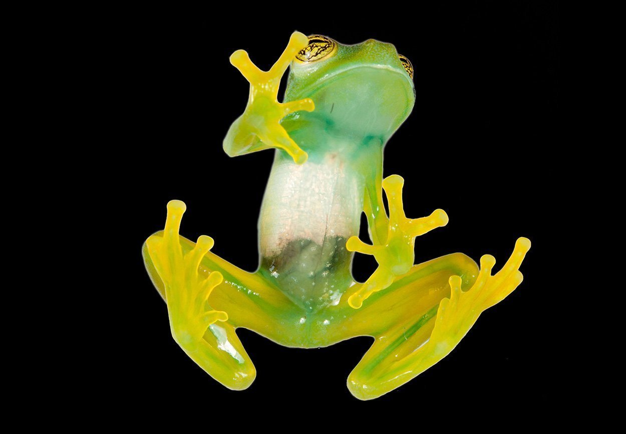 Glasfrosch Espadarana 