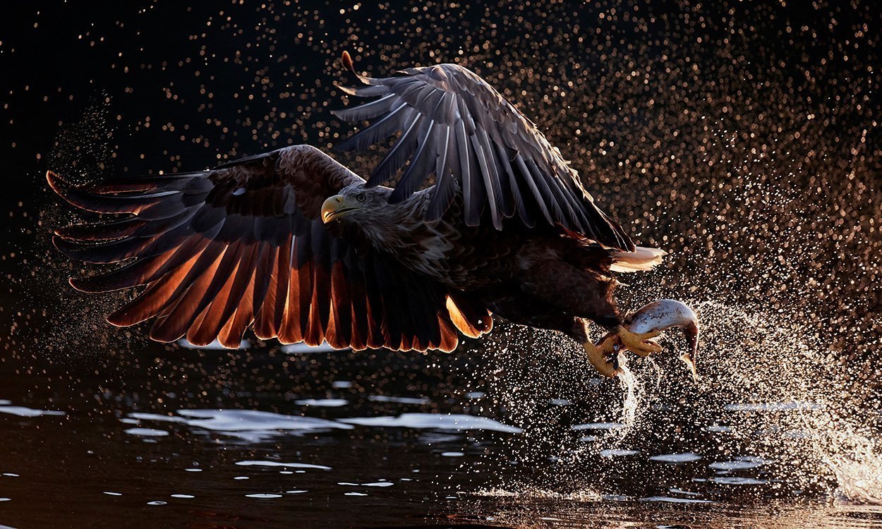 Seeadler (Haliaetus albicilla) beim Beutefang