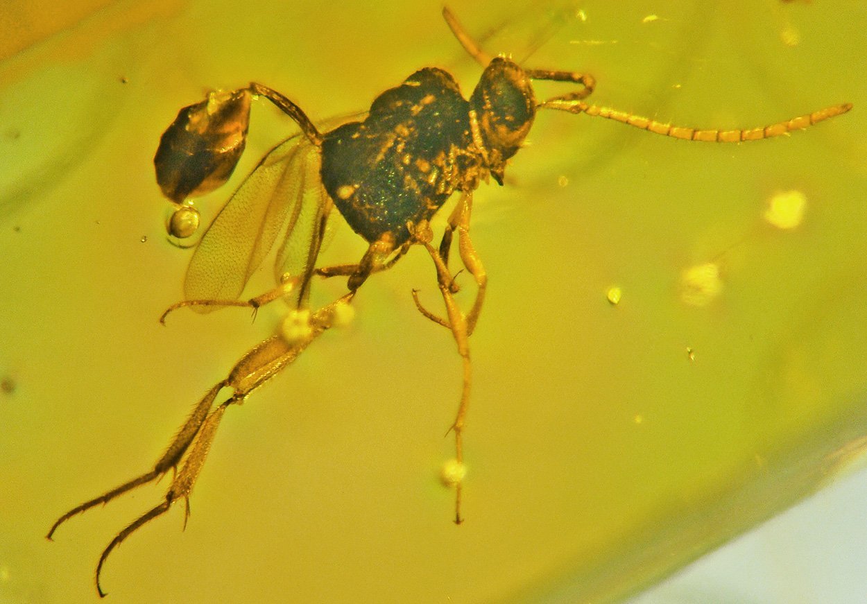 Ensign wasp / Hungerwespe
