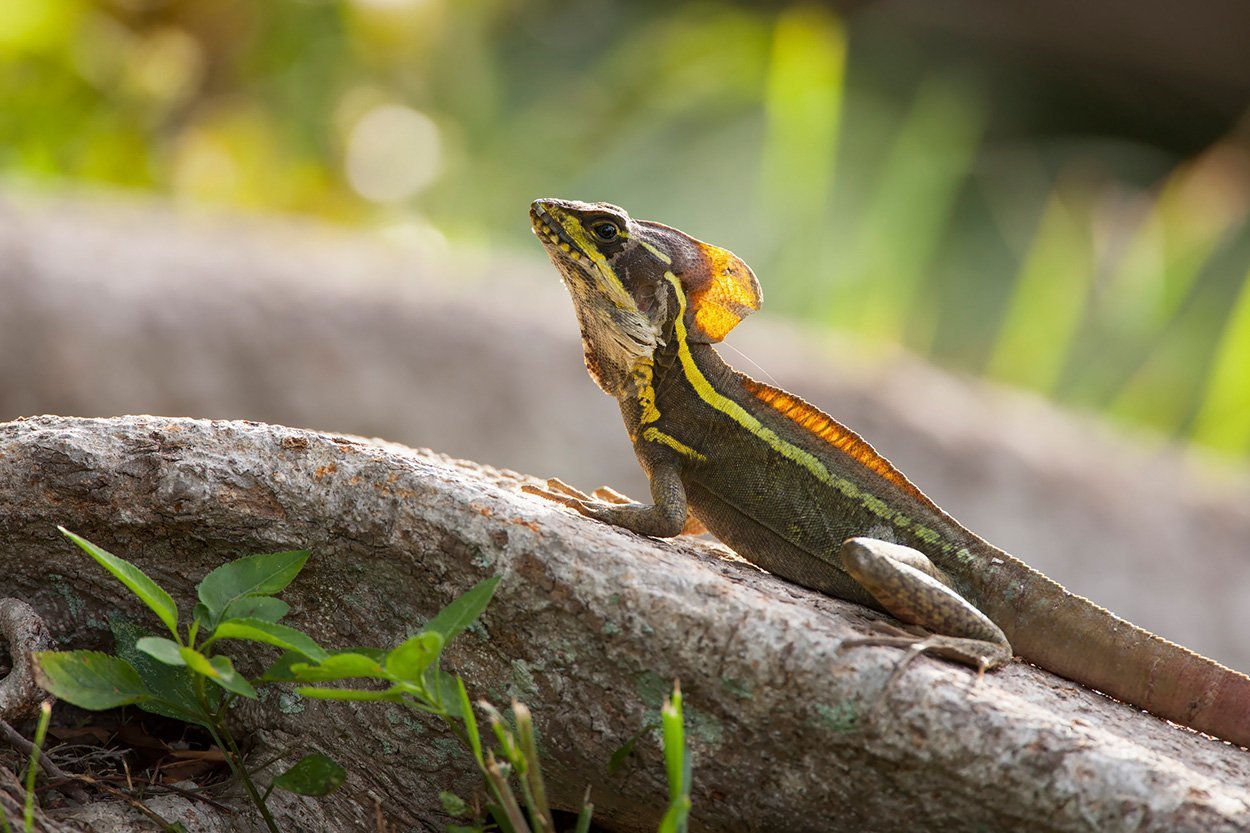 Streifenbasilisk (Basiliscus vittatus) 