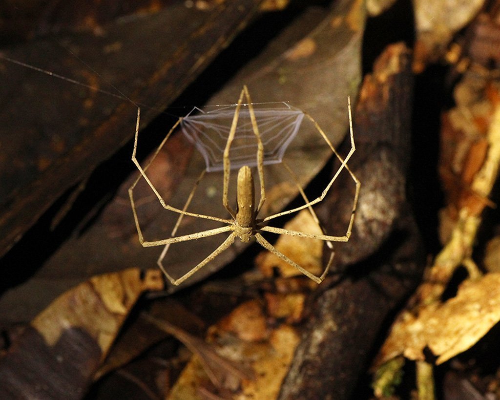 Wurfnetzspinne