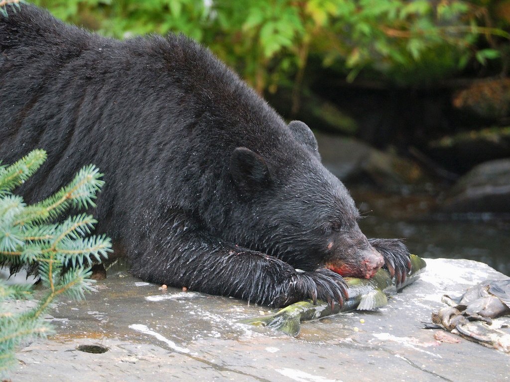 Schwarzbär
