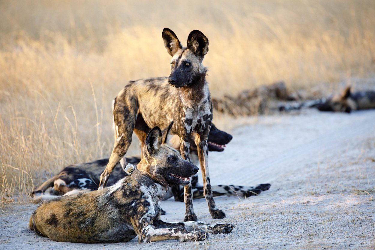 Wildhunde
