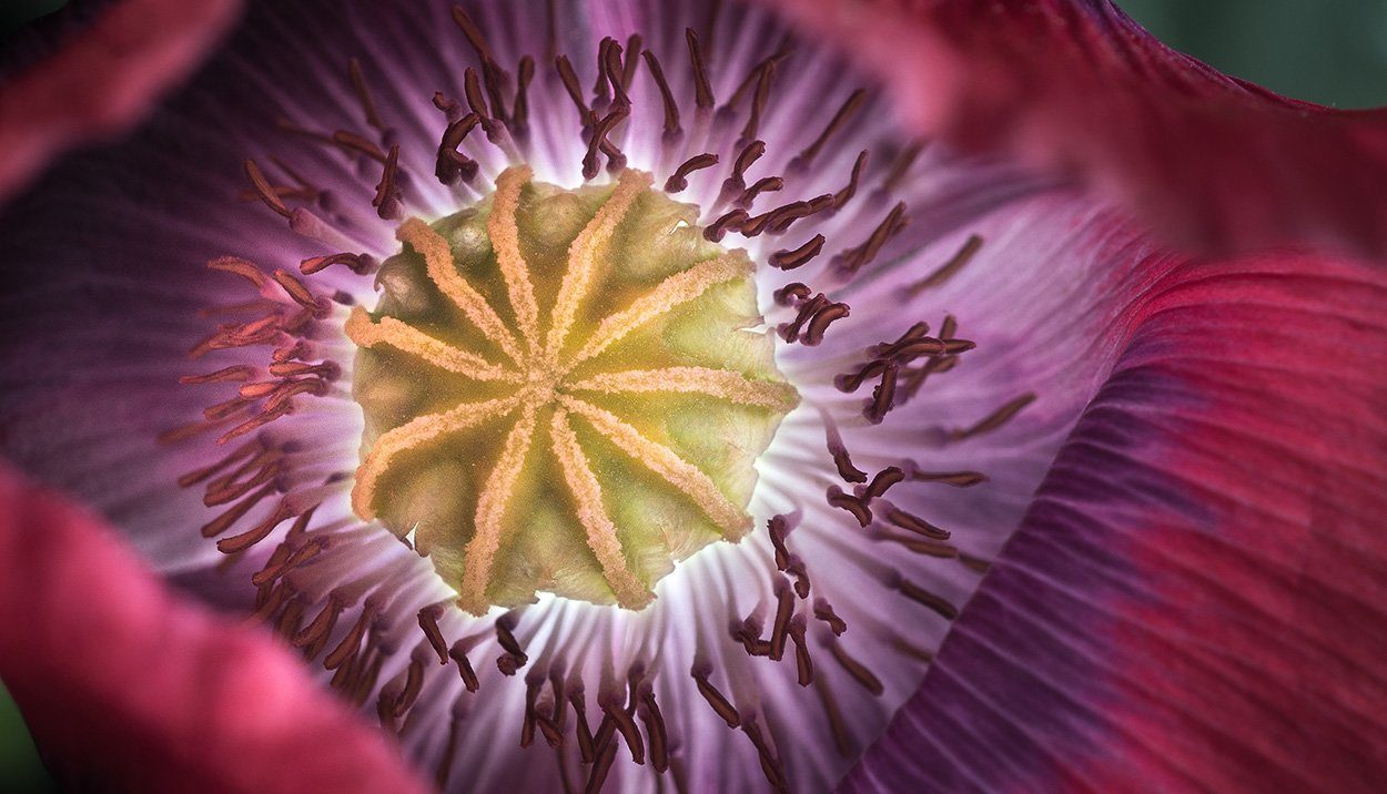 Mohn