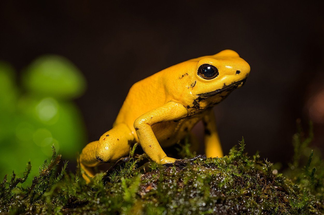 Phyllobates terribilis