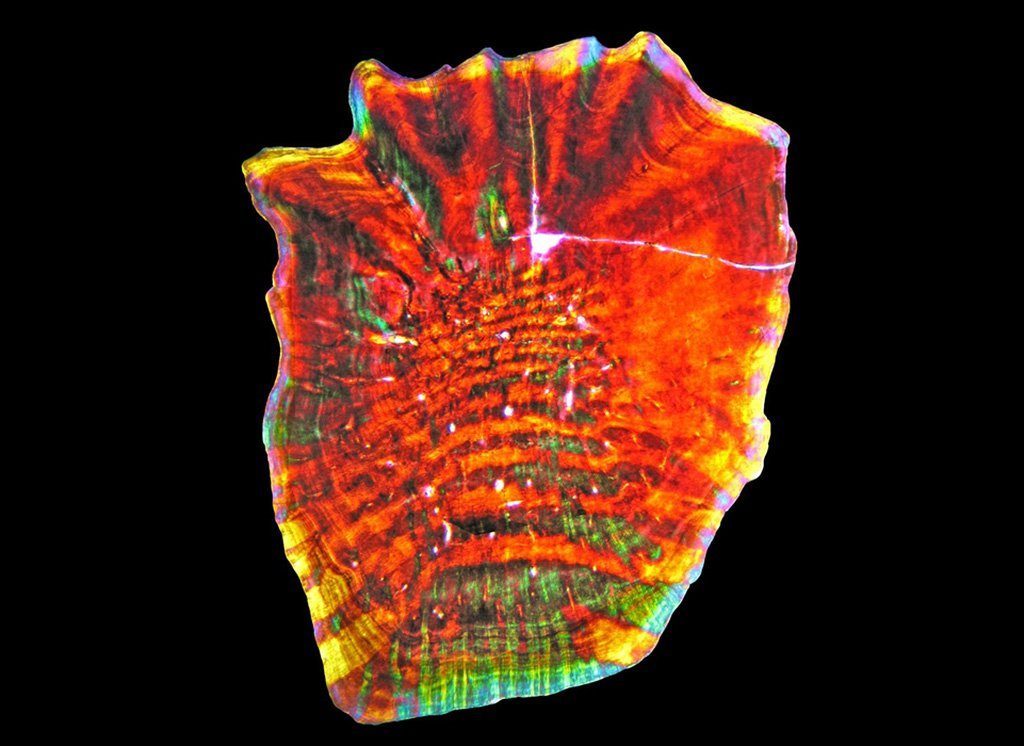 Osteoderm