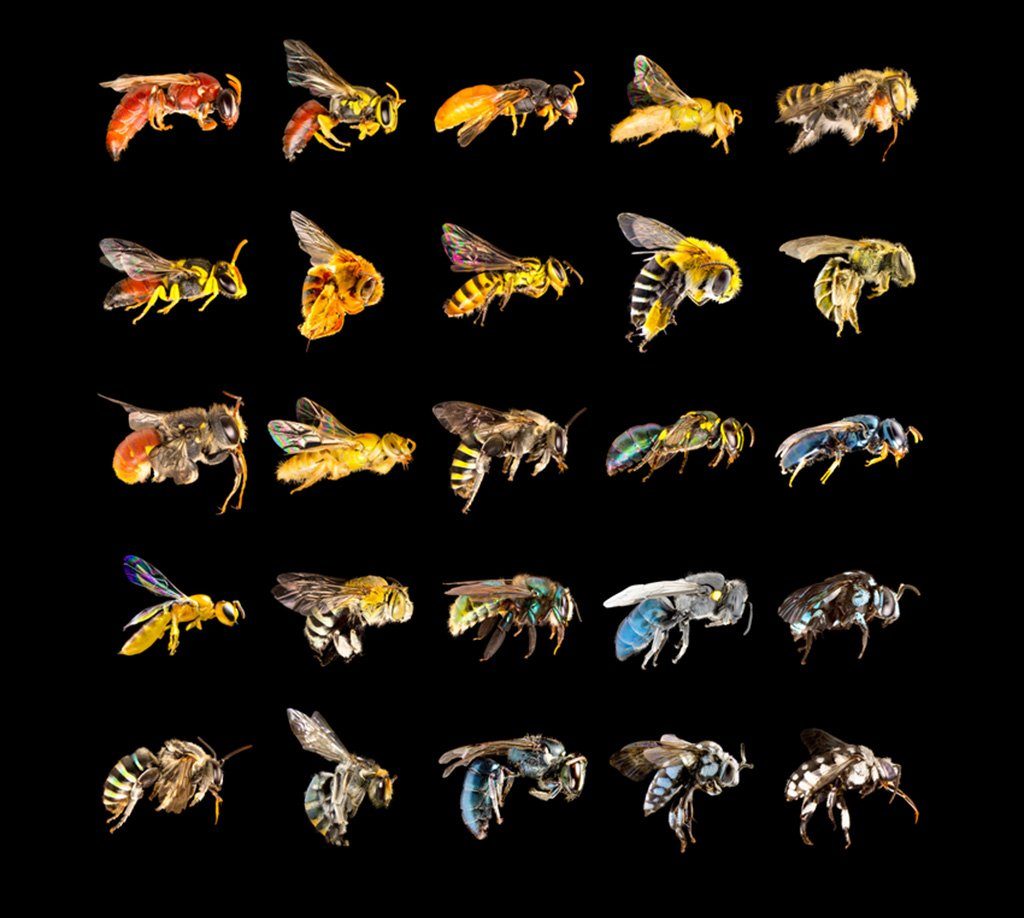 Wildbienen
