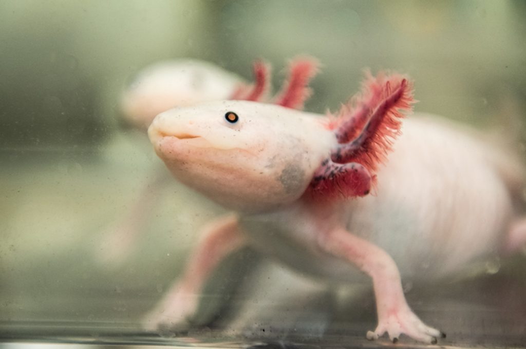 Axolotl