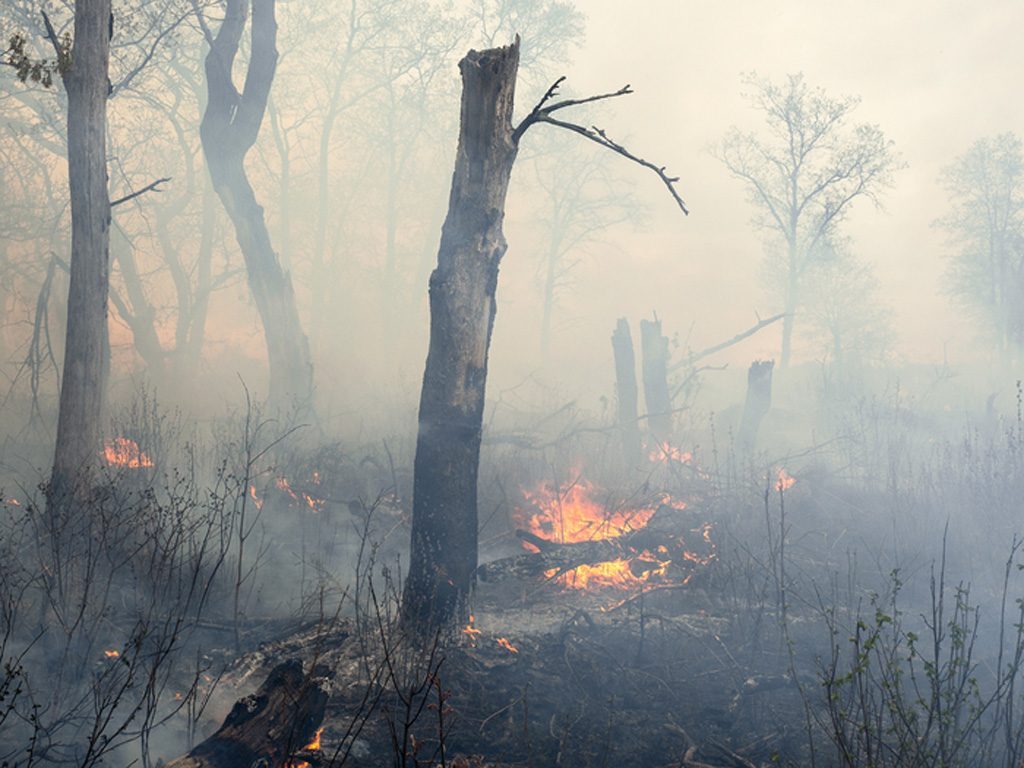 Waldbrand