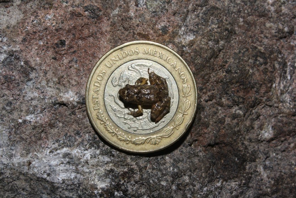 Craugastor rubinus