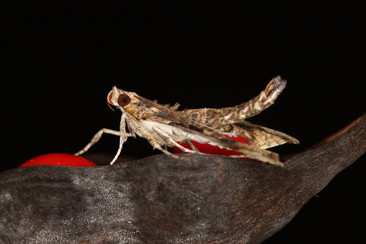 Terastia meticulosalis