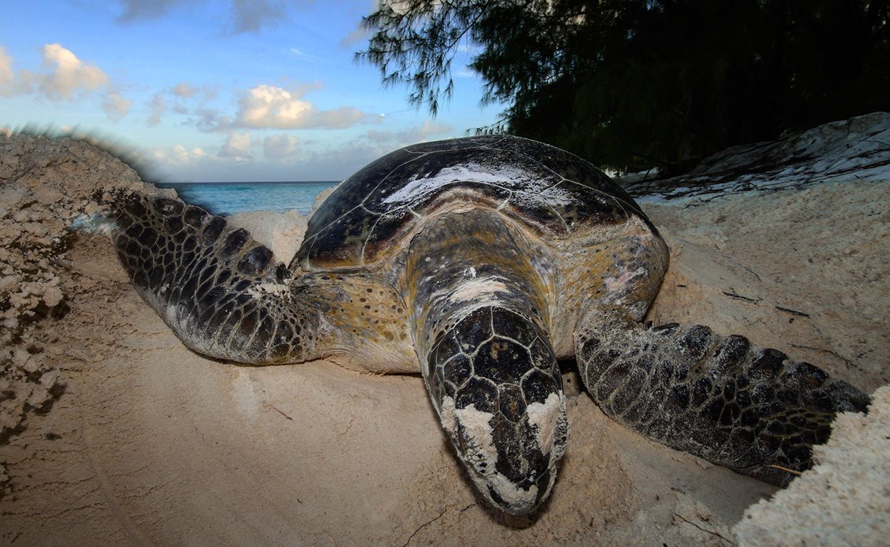 GRüne Meeressschildkröte