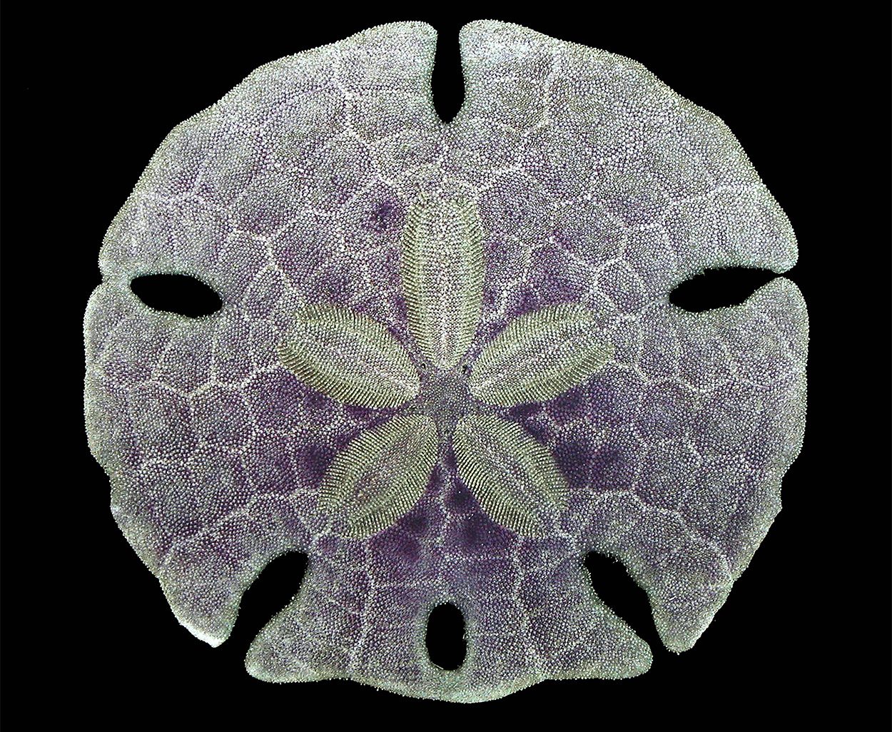 Sanddollar