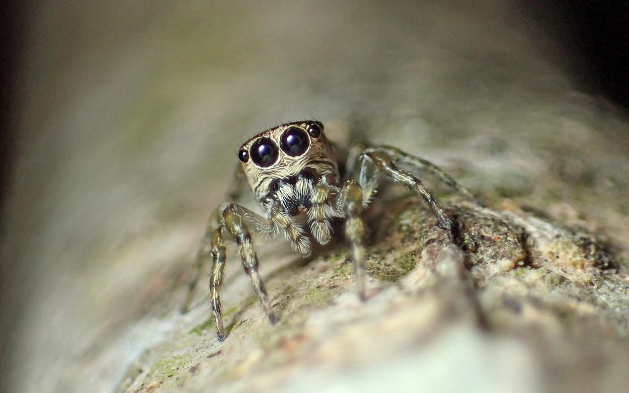 Springspinne