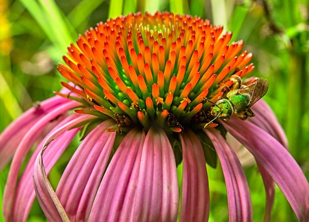 Blüte