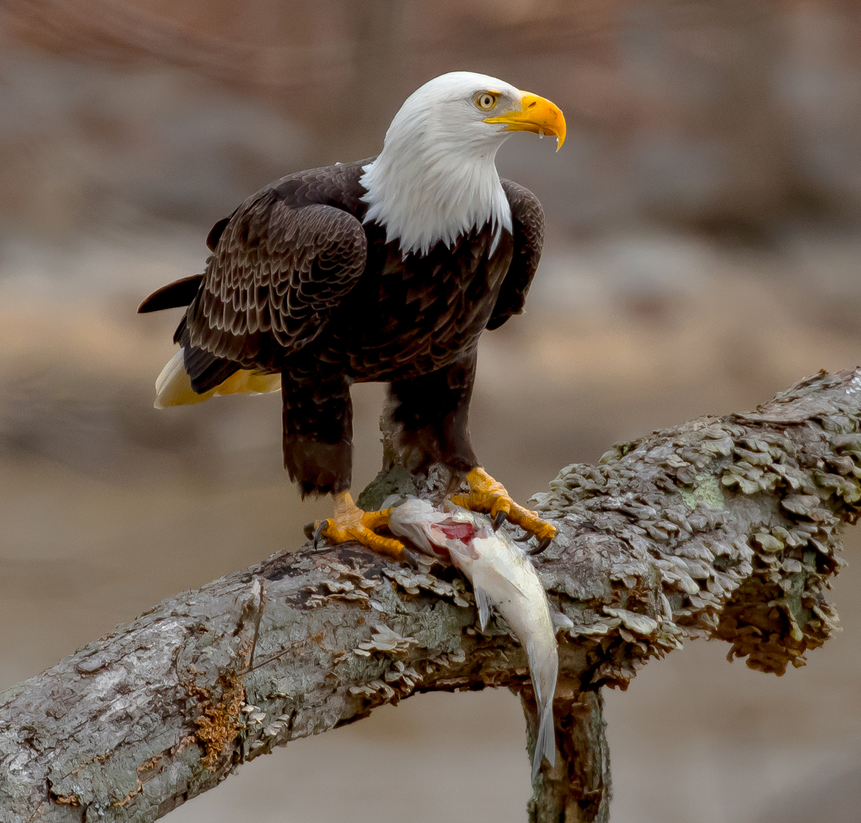 Weißkopf-Seeadler