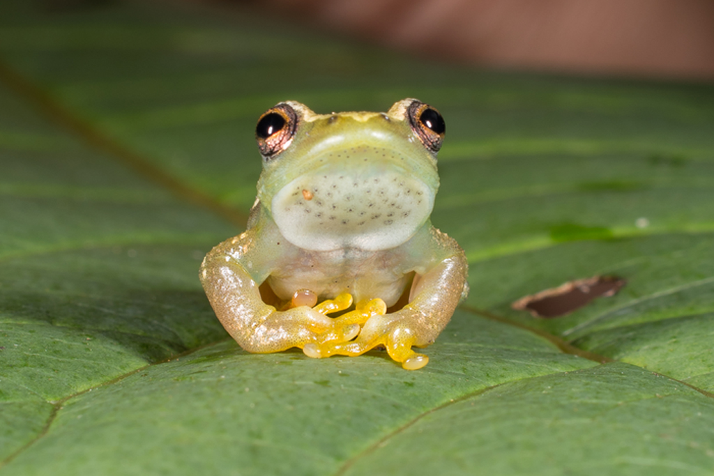 Ein schweigsamer Frosch