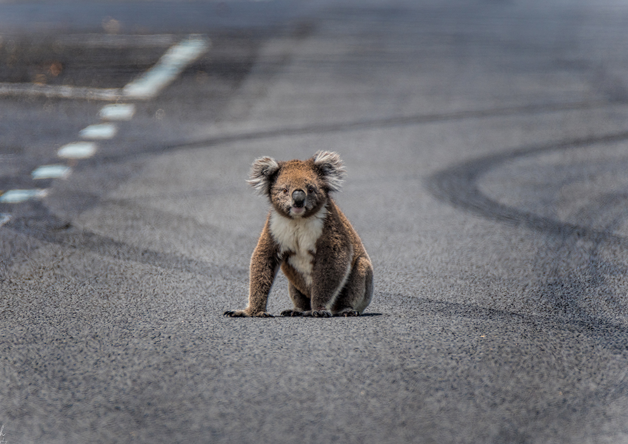 Koala auf der Straße