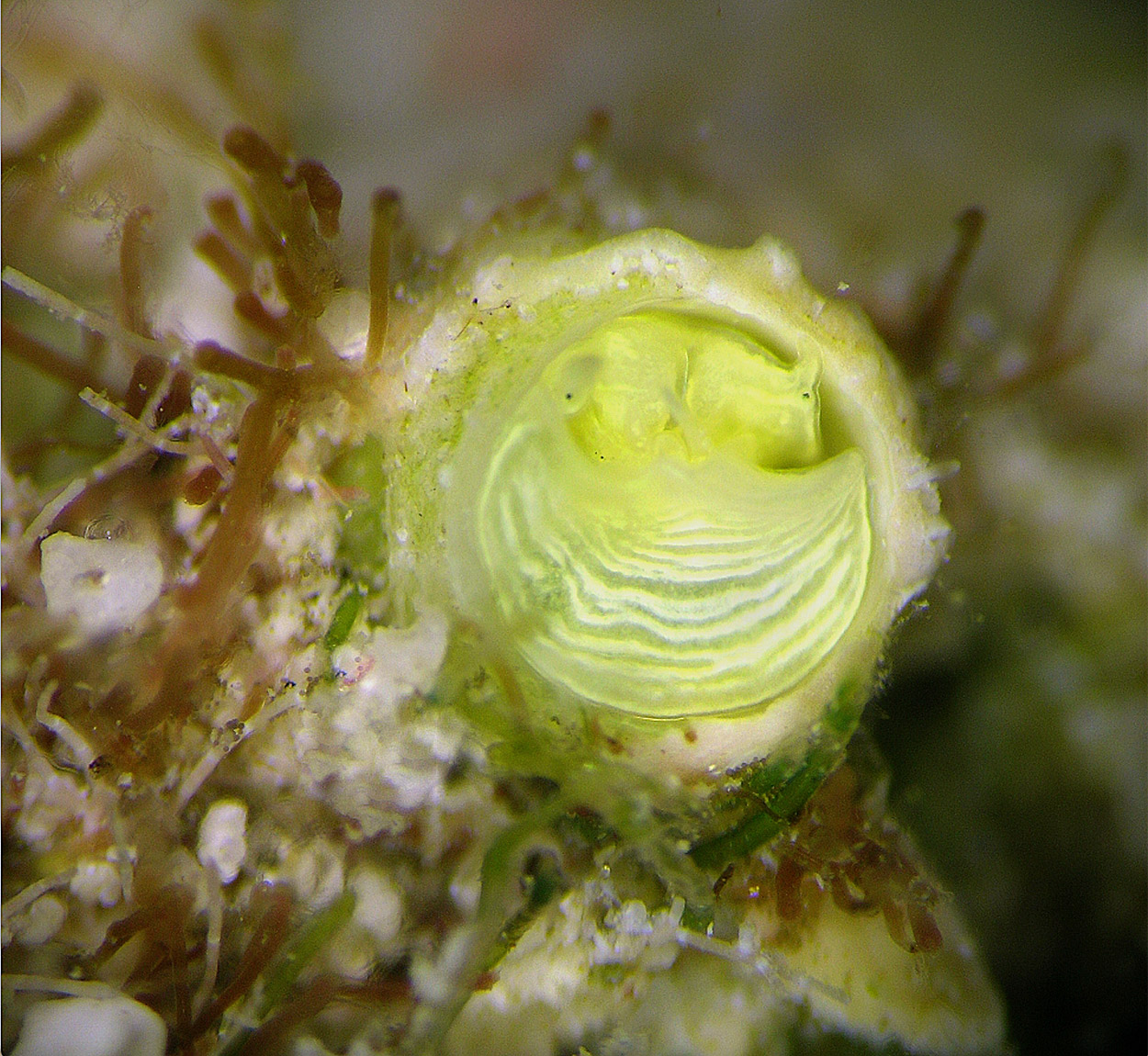 lindgrüne Margarita-Schnecke des belizianischen Riffs (Cayo galbinus)