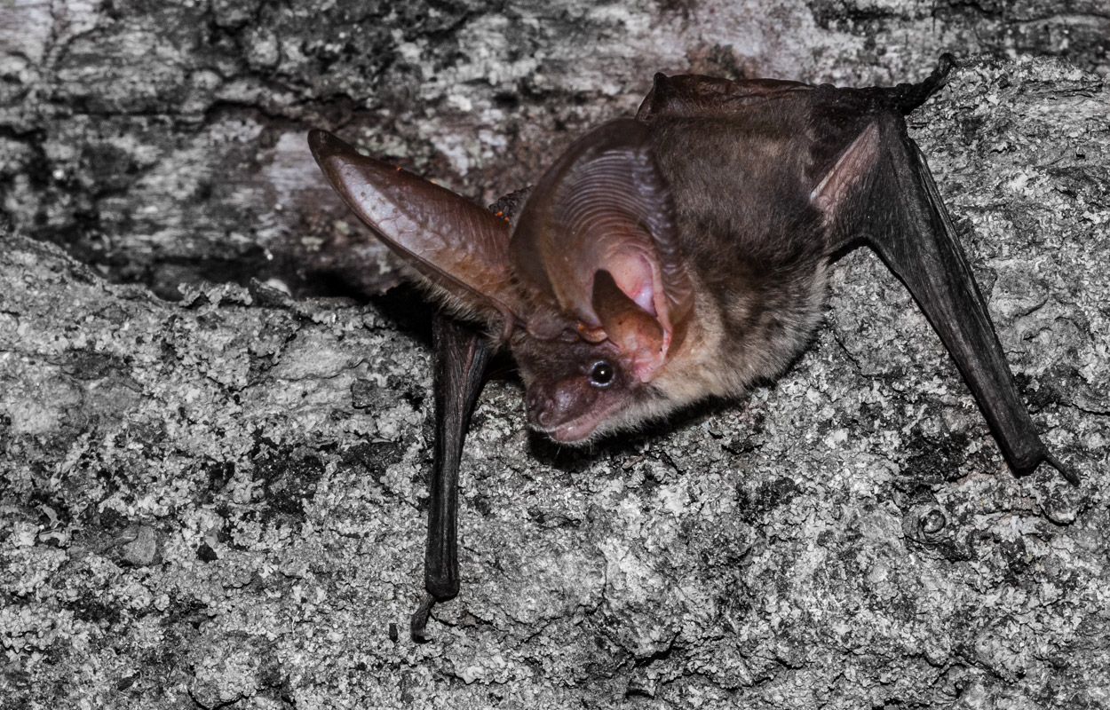 Fledermaus der Art Graues Langohr