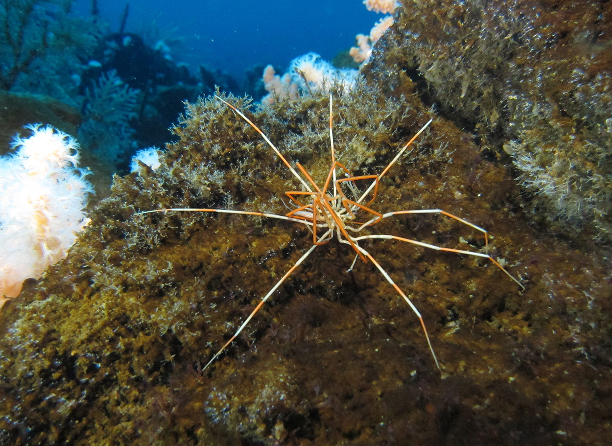 Riesen-Asselspinne