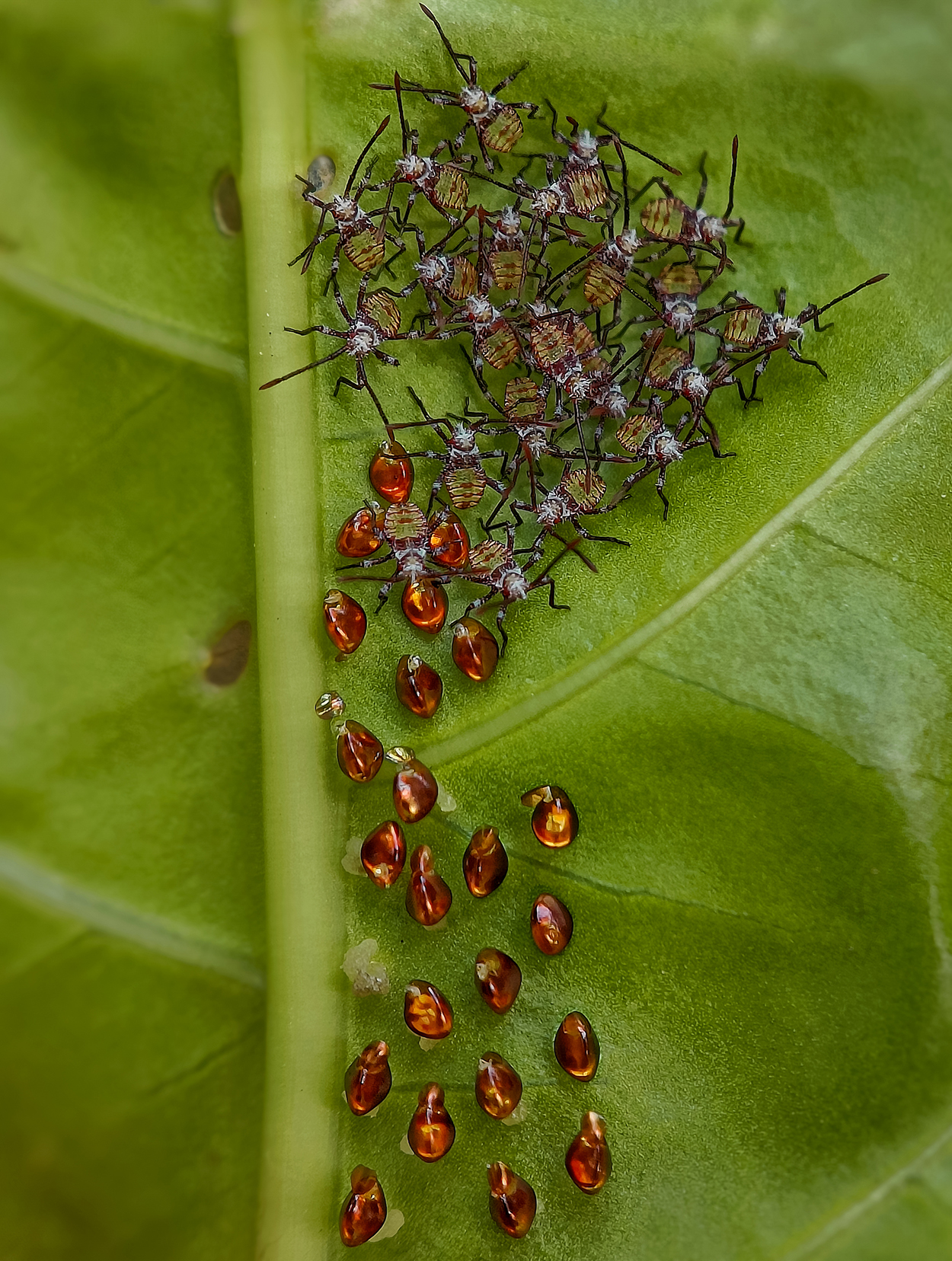 Foto von Nymphen der Blattwanze canthocoris scaber auf einem Blatt