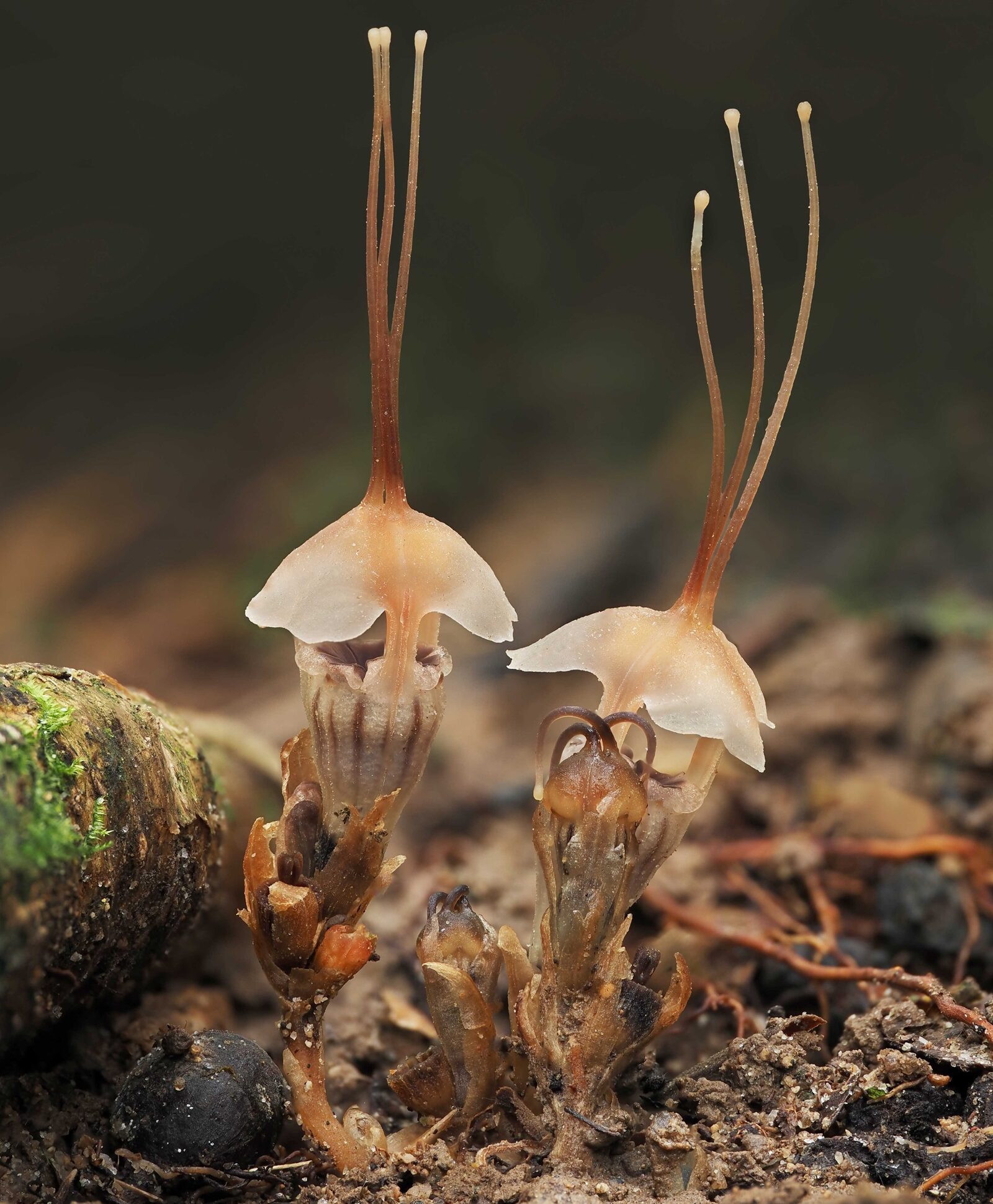Thismia selangorensis aus Malaysia