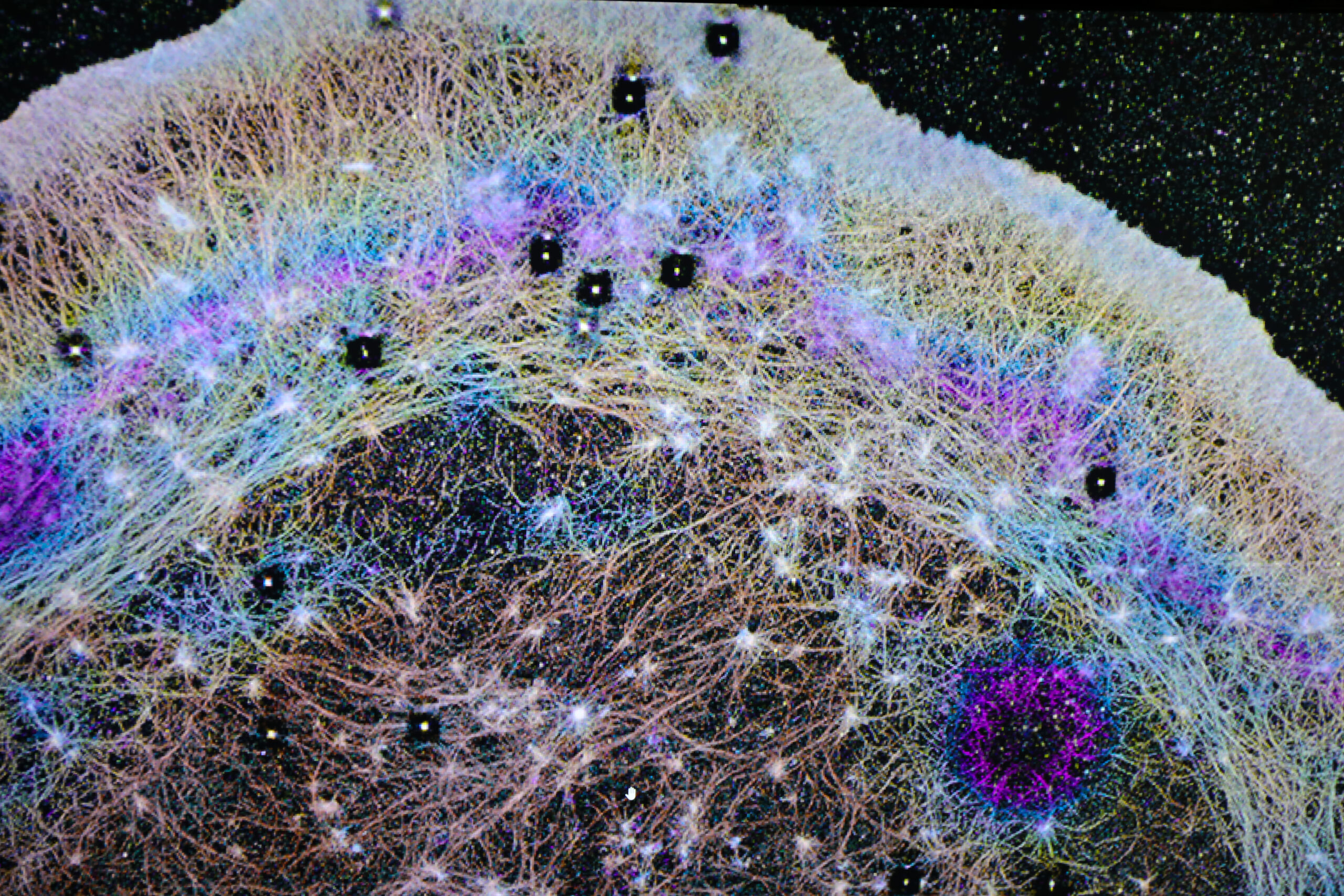 Ein 3D-Einzelmolekül-Super-Auflösungs-Mikroskopiebild (iPALM), das einzelne Aktinproteinmoleküle in einer Zelle zeigt. Die Farben zeigen die Tiefe innerhalb der Zelle an, von blau unten bis magenta oben.