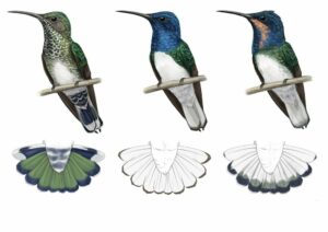 Weißnackenkolibris
