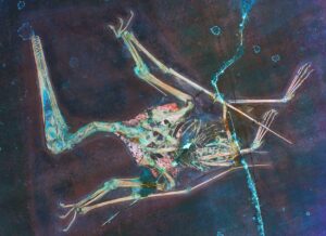 Pterosaurierfossil