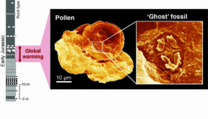 Fossilien