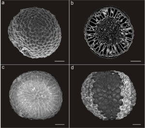 Protocodium sinense