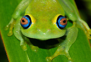 Frosch der Art Boophis viridis