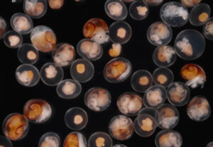 Littorina-Embryos