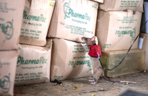 Riesenhamsterratte im Einsatz