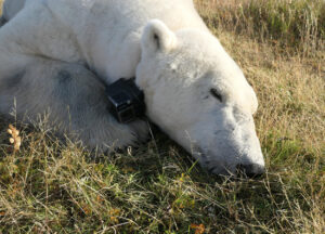 Schlafender Eisbär an Land mit Videokamera-Halsband