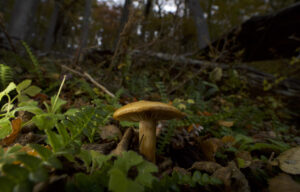Ektomykorrhizapilz auf dem Waldboden