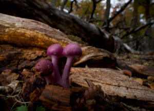 Cortinarius spp., ein Mykorrhizapilz