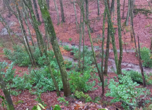 Kirschlorbeer-Sträucher in einem Wald in Baden-Württemberg