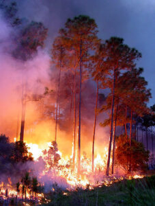 Waldbrand bei Nacht