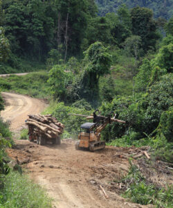 Abholzung des Regenwaldes in Sabah, Malaysia