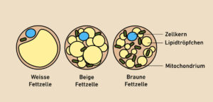Grafische Darstellung der verschiedenen Fettzellen