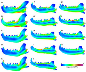 Simulation des Beißstresses in den Unterkiefern verschiedener Fleischfresser